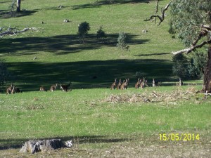 Stadko kangurów w okolicach Adelajdy